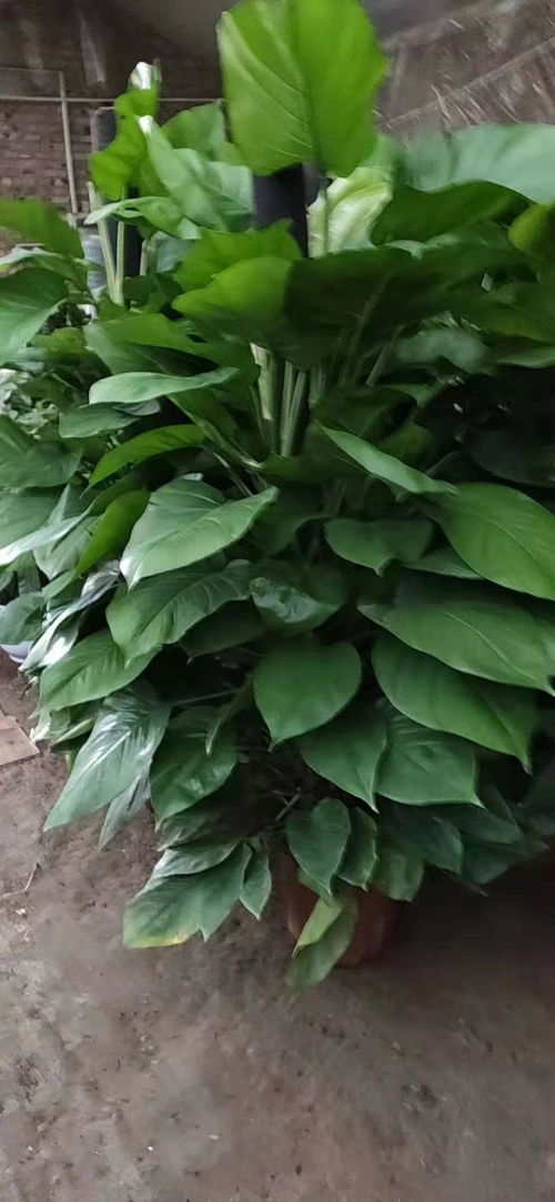 绿意绵延，花卉租赁带来惬意办公新体验——汇通花卉养护公司为您营造天津鲜彩空间