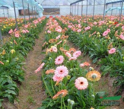 闽西花开的韵律 福建清流花卉产业建设观察