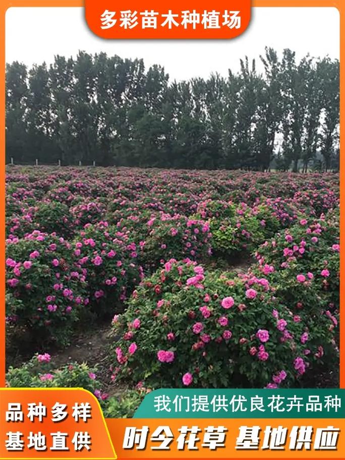泸州四季玫瑰球厂家批发,集花卉苗木