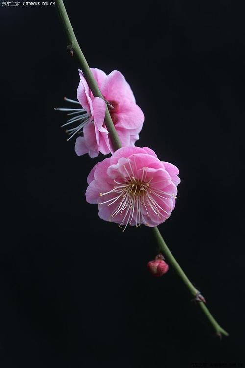[花卉]西湖.春梅