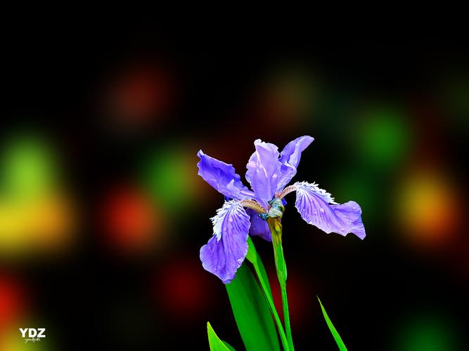 光影花卉4