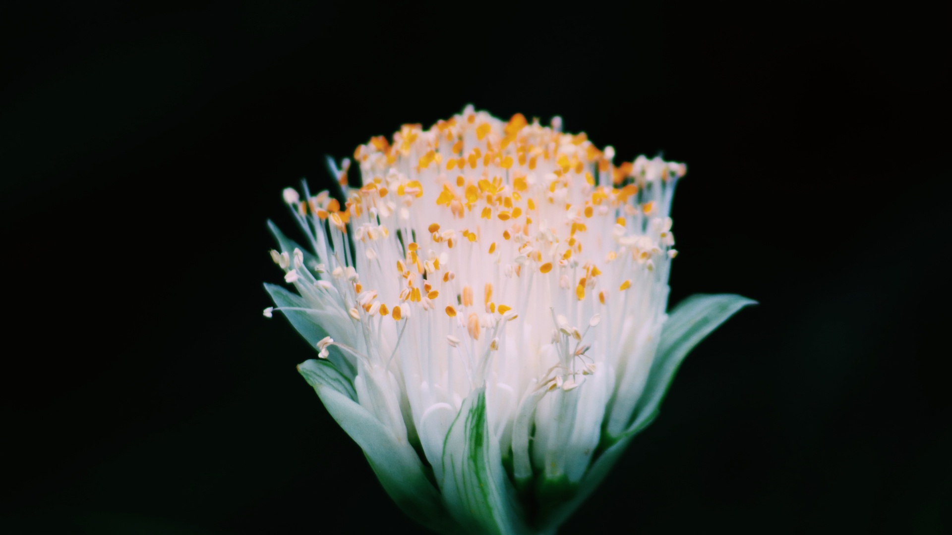 花卉 pollen 4k壁纸