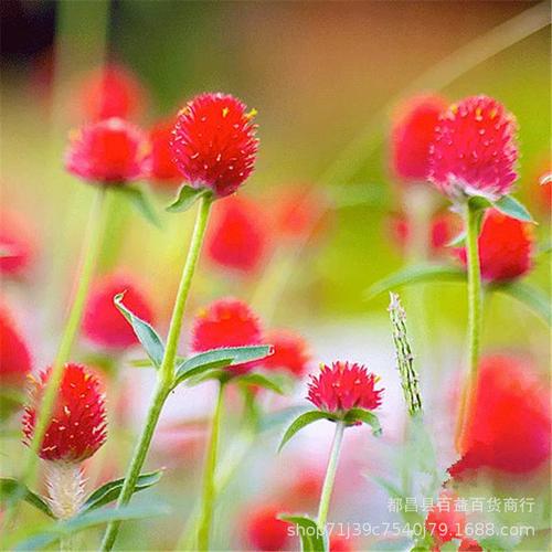 景观植物花卉