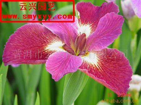 农业 含油子仁,果仁,籽 花卉 厂家产品