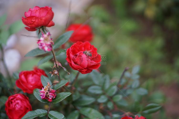 繁花似锦 探索美丽花卉图片素材